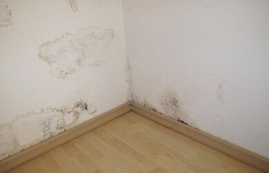 Mold Testing and Sampling