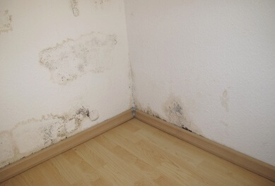 Mold